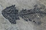 Discosauriscus (Early Permian Reptiliomorph) - Czech Republic #89332-2